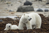 Polar Bear and Cub by Hudson Bay, Manitoba, Canada by Danita Delimont