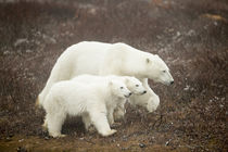 Polar Bear and Cubs by Hudson Bay, Manitoba, Canada by Danita Delimont