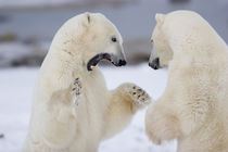 Polar Bears sparring, Churchill, MB von Danita Delimont