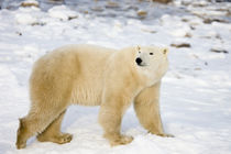 Polar Bear near Hudson Bay, Churchill MB, Canada by Danita Delimont