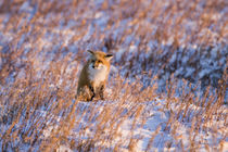 Red Fox in winter Churchill Wildlife Management Area Churchill, MB by Danita Delimont