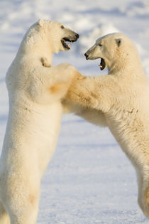 Polar Bears sparring Churchill Wildlife Management Area Churchill MB by Danita Delimont