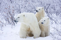 Polar Bears female and Two cubs, Churchill Wildlife Manageme... by Danita Delimont