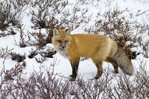 Red Fox in snow in winter, Churchill Wildlife Management Are... by Danita Delimont