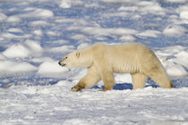 Polar Bear walking near Hudson Bay Churchill Wildlife Manage... by Danita Delimont
