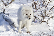 Arctic Fox in snow in winter, Churchill Wildlife Management ... von Danita Delimont