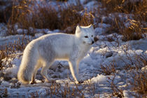 Arctic Fox in snow in winter, Churchill Wildlife Management ... by Danita Delimont