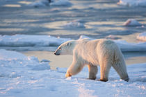 Polar Bear walking along Hudson Bay in winter, Churchill Wil... by Danita Delimont