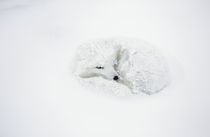 'Arctic Fox curled up in winter Churchill Wildlife Management...' von Danita Delimont