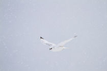 Gyrfalcon white phase in flight in snow Churchill Wildlife M... by Danita Delimont