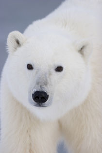 Polar Bear Churchill, Manitoba, Canada. by Danita Delimont