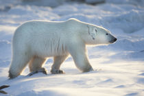 Polar Bear in snow, Churchill Wildlife Management Area, Chur... by Danita Delimont