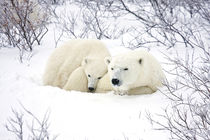 Polar Bears female and cub, Churchill Wildlife Management Ar... by Danita Delimont