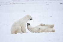 Polar Bears sparring in snow, Churchill Wildlife Management ... von Danita Delimont