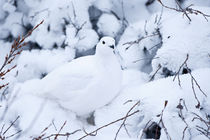 Willow Ptarmigan in winter, Churchill Wildlife Management Ar... von Danita Delimont