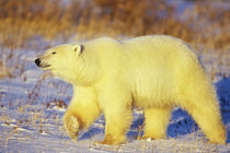 Polar Bear walking, Churchill, Manitoba, Canada by Danita Delimont