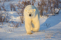 Polar Bear in Churchill Wildlife Management Area, Churchill,... by Danita Delimont
