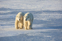 Polar Bears in Churchill Wildlife Management Area, Churchill... by Danita Delimont
