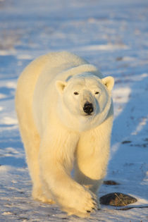 Polar Bear in Churchill Wildlife Management Area, Churchill,... by Danita Delimont