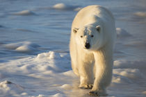Polar Bear in Churchill Wildlife Management Area, Churchill,... von Danita Delimont