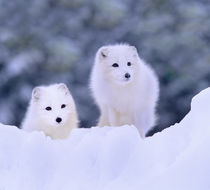 Arctic Foxes in the snow, Manitoba, Canada by Danita Delimont