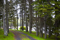 Trail of Boylston Provincial Park by Danita Delimont