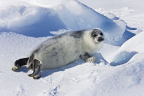 Ten-day-old harp seal pup fur starting to turn black, Iles d... by Danita Delimont
