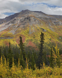 Autumn at the Goldensides Mountain, Tombstone Territorial Pa... by Danita Delimont