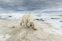 Polar Bear Walking on Sea Ice, Frozen Strait, Nanavut, Canada by Danita Delimont