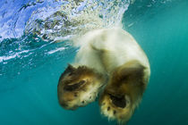 Underwater View of Swimming Polar Bear, Nunavut, Canada by Danita Delimont