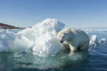Polar Bear on Iceberg, Hudson Bay, Nunavut, Canada von Danita Delimont