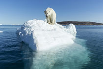 Polar Bear on Iceberg, Hudson Bay, Nunavut, Canada von Danita Delimont