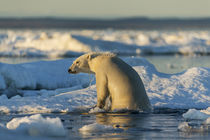 Polar Bear Climbing onto Pack Ice, Hudson Bay, Nunavut, Canada von Danita Delimont