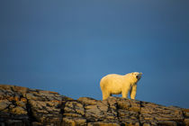 Polar Bear on Harbour Islands, Hudson Bay, Nunavut, Canada by Danita Delimont