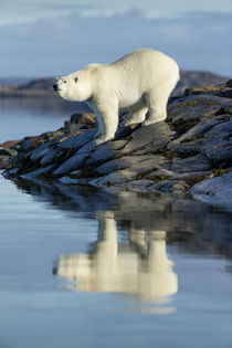 Polar Bear on Harbour Islands, Hudson Bay, Nunavut, Canada von Danita Delimont