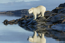 Polar Bear on Harbour Islands, Hudson Bay, Nunavut, Canada von Danita Delimont