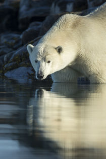 Polar Bear on Harbour Islands, Hudson Bay, Nunavut, Canada by Danita Delimont