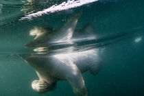 Polar Bear Swimming by Harbour Islands, Nunavut, Canada by Danita Delimont