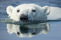 Swimming Polar Bear, Hudson Bay, Nunavut, Canada von Danita Delimont