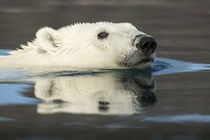 Swimming Polar Bear, Hudson Bay, Nunavut, Canada by Danita Delimont