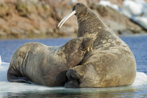 Walrus and Calf in Hudson Bay, Nunavut, Canada by Danita Delimont