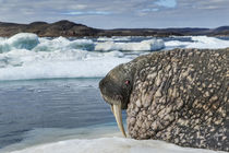 Walrus Resting on Ice in Hudson Bay, Nunavut, Canada by Danita Delimont