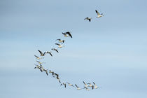 Migrating Flock of Snow Geese, Repulse Bay, Nanavut, Canada by Danita Delimont