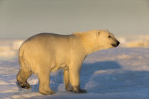 Polar Bear Walking on Pack Ice, Hudson Bay, Nunavut, Canada von Danita Delimont