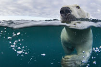 Underwater View of Polar Bear by Harbour Islands, Nunavut, Canada by Danita Delimont