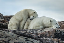 Polar Bear and Cub on Harbour Islands, Nunavut, Canada von Danita Delimont