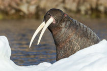 Walrus in Frozen Strait, Hudson Bay, Nunavut, Canada by Danita Delimont