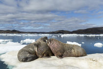Walrus Resting on Ice in Hudson Bay, Nunavut, Canada by Danita Delimont