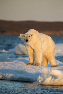 Polar Bear on Melting Sea Ice, Nunavut, Canada von Danita Delimont
