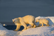 Polar Bear with Young Cub on Sea Ice, Repulse Bay, Nunavut, Canada by Danita Delimont